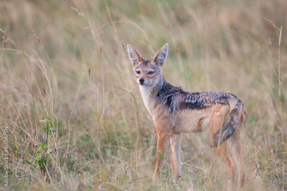 Black-backed jackal close up (Lupulella mesomelas or Canis mesomelas), Masai Mara Black-backed jackal close up (Lupulella mesomelas or Canis mesomelas), Masai Mara