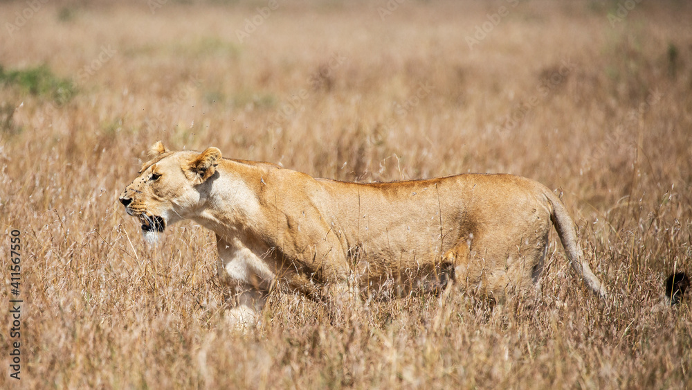 Close up of lioness walking on the grass, Masai Mara, Kenya