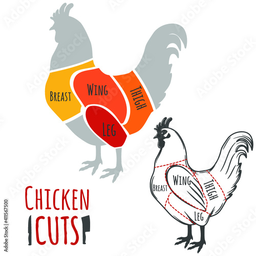 Chicken cuts butchery diagram. Vector illustration.