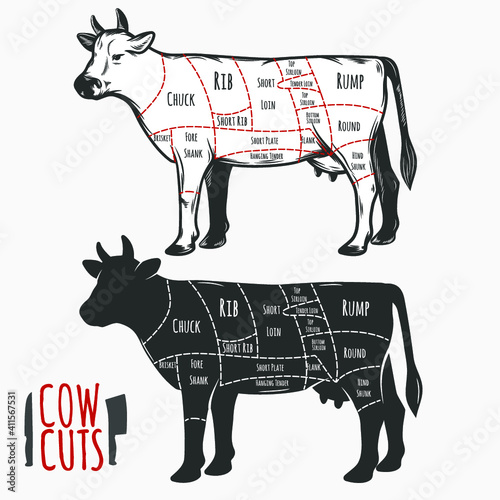 Beef cuts butchery diagram. Vector illustration.