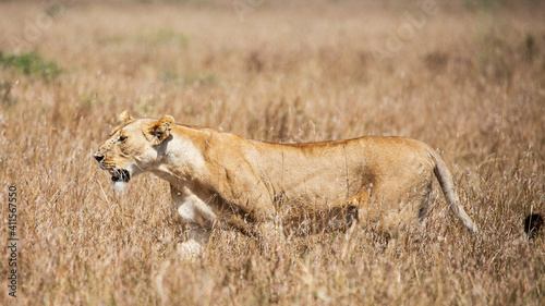 Close up of lioness walking on the grass  Masai Mara  Kenya