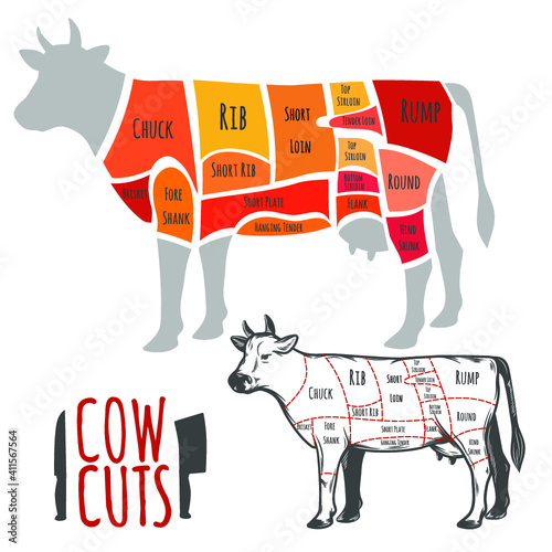 Beef cuts butchery diagram. Vector illustration.