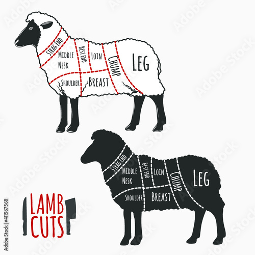 Lamb cuts butchery diagram. Vector illustration.