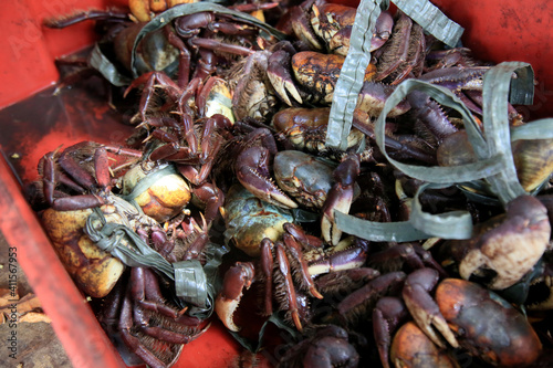 salvador, bahia, brazil - february 4, 2021: uca crab - Ucides cordatus - is seen for sale at the Itapua Municipal market in the city. photo