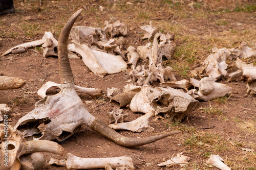 Cow skulls scattered in the ground
