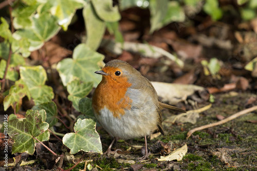Beautiful Robin Redbreast standing by the side of an Ivy plant. © SteveGillPhotography