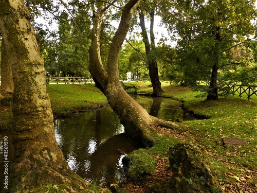 trees in the forest