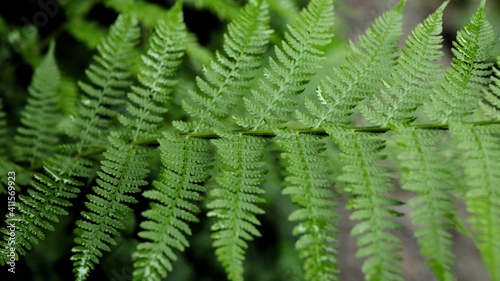 fern leaves