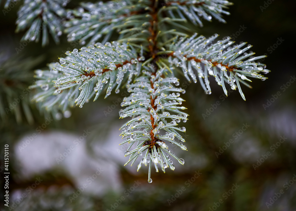 Macro close up of Blue Spruce fir tree branch with drops of water rain or dew. Macro close up of Blue Spruce fir tree branch with drops of water rain or dew.