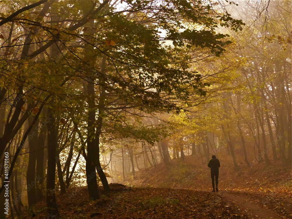 autumn in the park