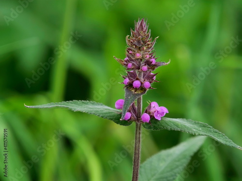 Purple betony - Latin name - Stachys officinalis