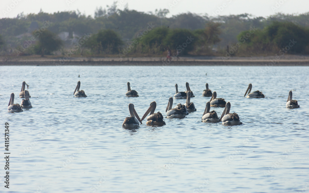 Pelican birds were relaxing after far away migration from Australia to Timor-leste Pelican birds were relaxing after far away migration from Australia to Timor-leste