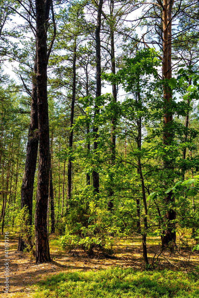 Summer landscape of mixed european forest thicket in Puszcza Kampinoska Forest in Izabelin town near Warsaw in central Poland Summer landscape of mixed european forest thicket in Puszcza Kampinoska Forest in Izabelin town near Warsaw in central Poland