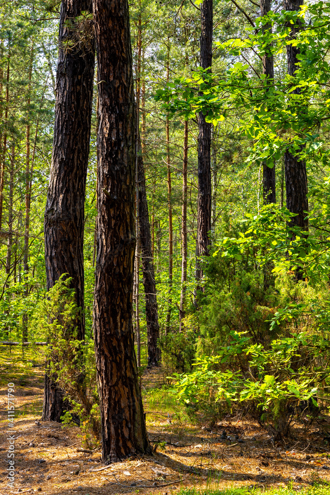 Summer landscape of mixed european forest thicket in Puszcza Kampinoska Forest in Izabelin town near Warsaw in central Poland Summer landscape of mixed european forest thicket in Puszcza Kampinoska Forest in Izabelin town near Warsaw in central Poland