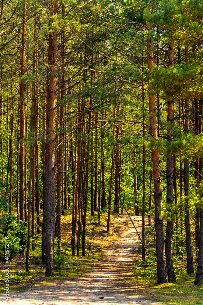 Fototapeta premium Summer landscape of mixed European forest thicket with touristic track in Puszcza Kampinoska Forest in Izabelin town near Warsaw in central Poland