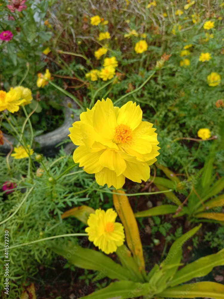 yellow flowers in spring yellow flowers in spring