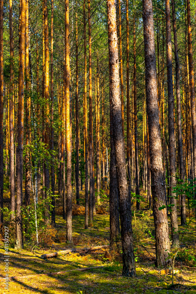 Summer landscape of mixed european forest thicket in Puszcza Kampinoska Forest in Izabelin town near Warsaw in central Poland