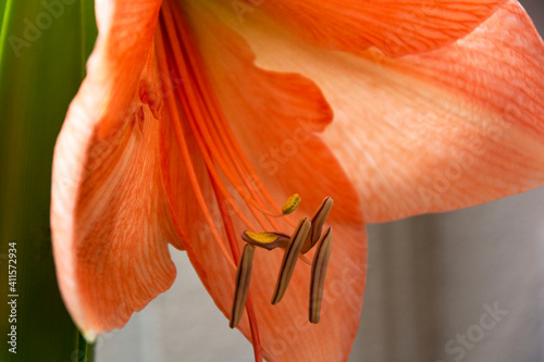 Particolare di fiore di Amaryllis photo