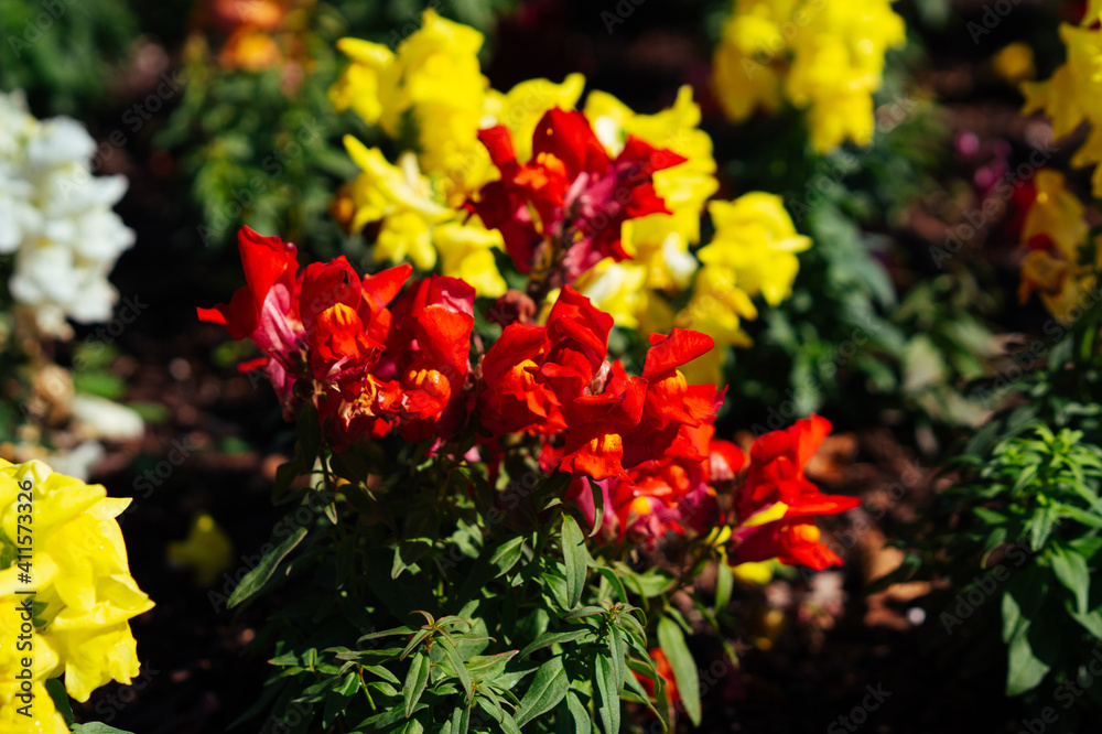 Beautiful garden snapdragon flower in winter of Florida Beautiful garden snapdragon flower in winter of Florida