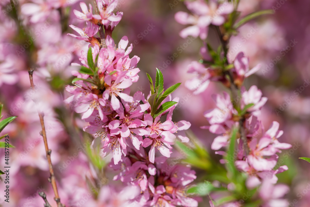 Almond blossom close-up in sunlight. Lots of pink flowers on bush Almond blossom close-up in sunlight. Lots of pink flowers on bush