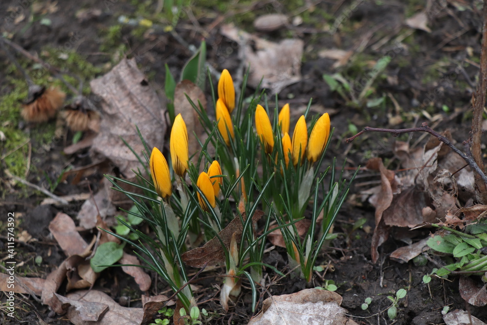 yellow crocus flowers in spring, flowers for Women Day, crocuses in March yellow crocus flowers in spring, flowers for Women Day, crocuses in March