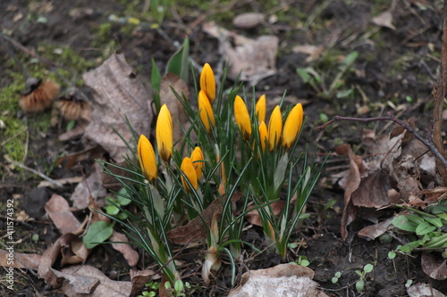 yellow crocus flowers in spring, flowers for Women Day, crocuses in March 