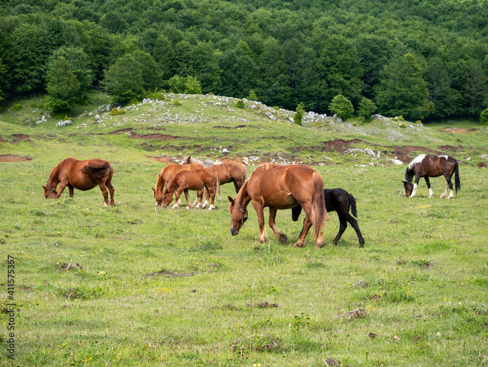 a herd of horses with foals graze in the green grass in Matese National Park, Campania, Italy a herd of horses with foals graze in the green grass in Matese National Park, Campania, Italy