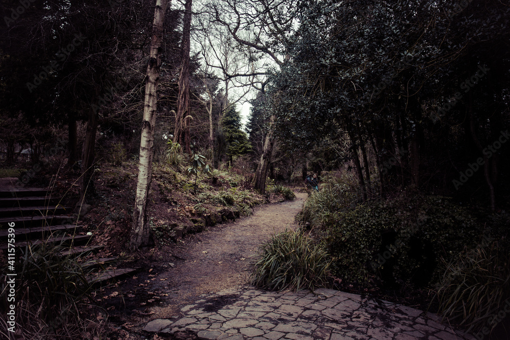 Fototapeta premium path in the woods