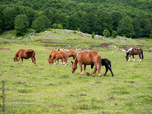 a herd of horses with foals graze in the green grass in Matese National Park  Campania  Italy