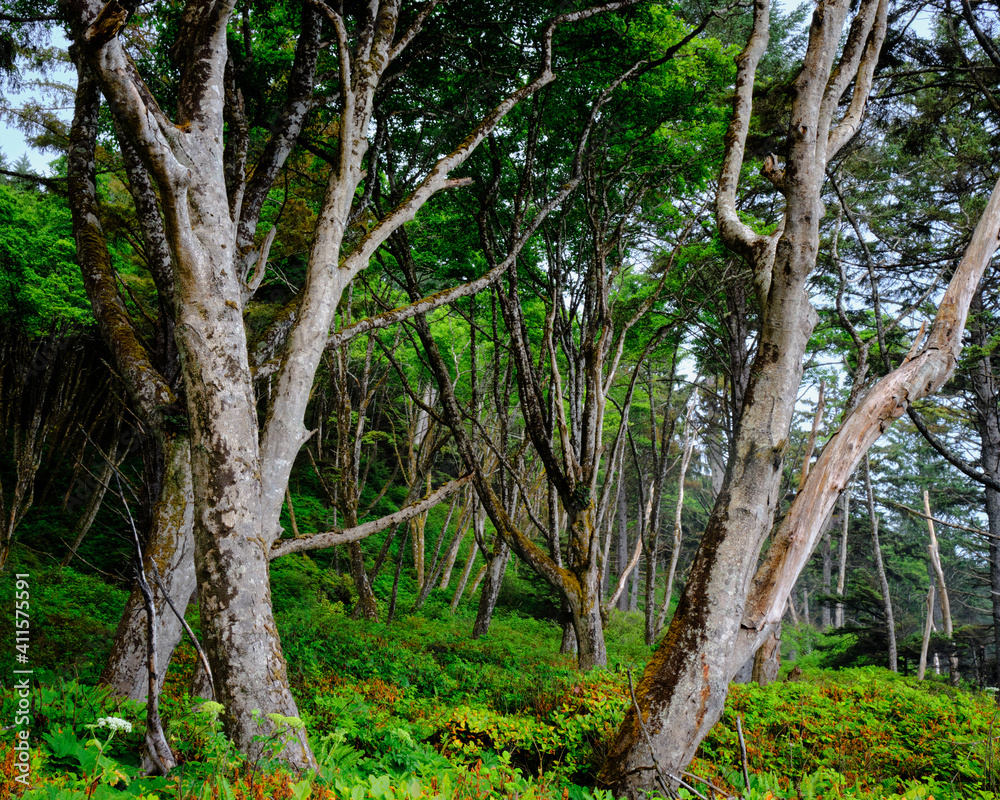 A coastal forest along the pacific ocean in Washington state. 