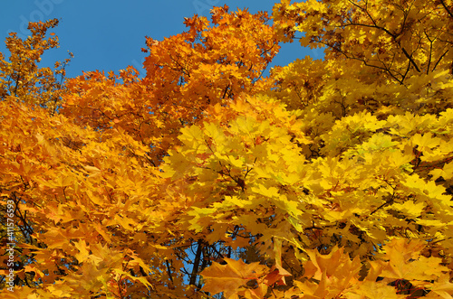 Yellow and orange maple leaves against a bright blue sky