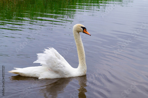 Beautiful adult white swan swims in the water  in Lake Usmas.