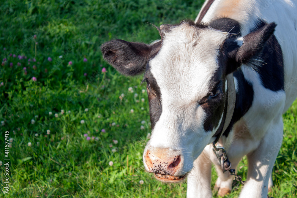 Cow muzzle close-up. A cow grazes on a green meadow. Black and white cow on a summer day. Cow muzzle close-up. A cow grazes on a green meadow. Black and white cow on a summer day.