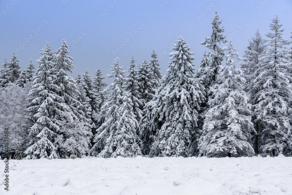 Winter im Harz auf dem Brocken, schneebedeckte Tannen im winter wonderland. 