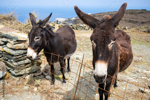 A pair of donkeys behind the fence. The rural Greek landscape of the island of Folegandros. Cyclades, Greece