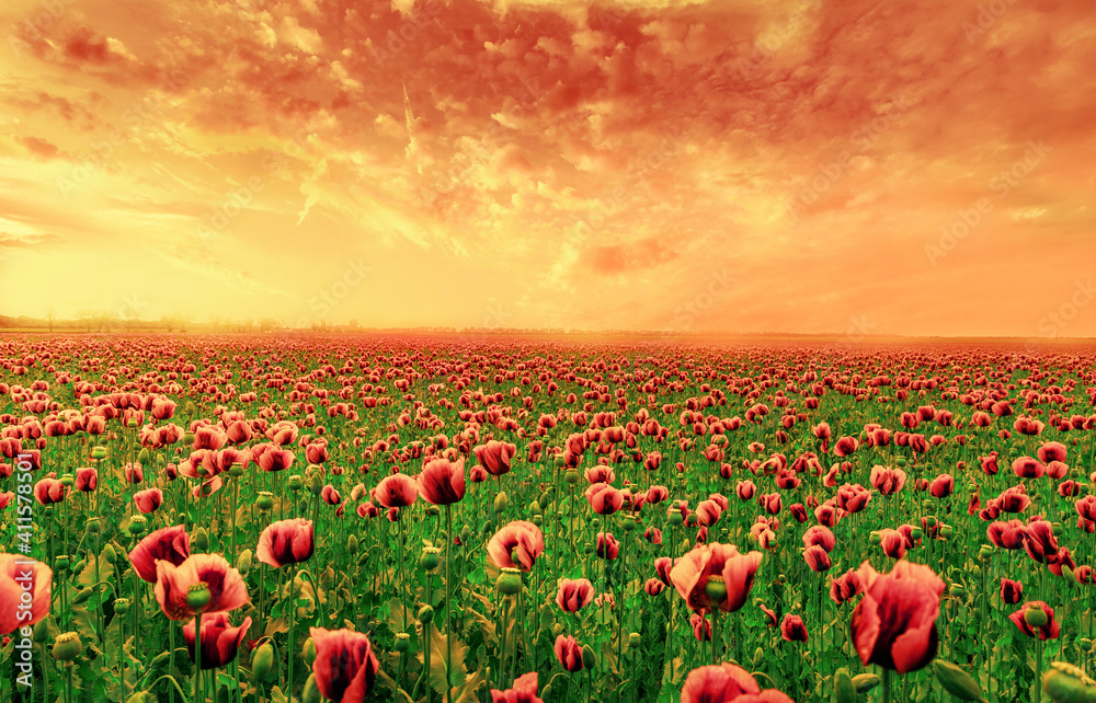 field of red  Flower, flower and sky