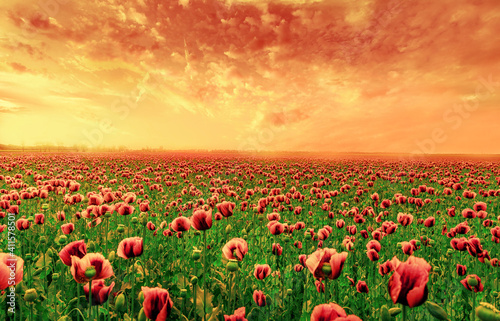 field of red Flower, flower and sky