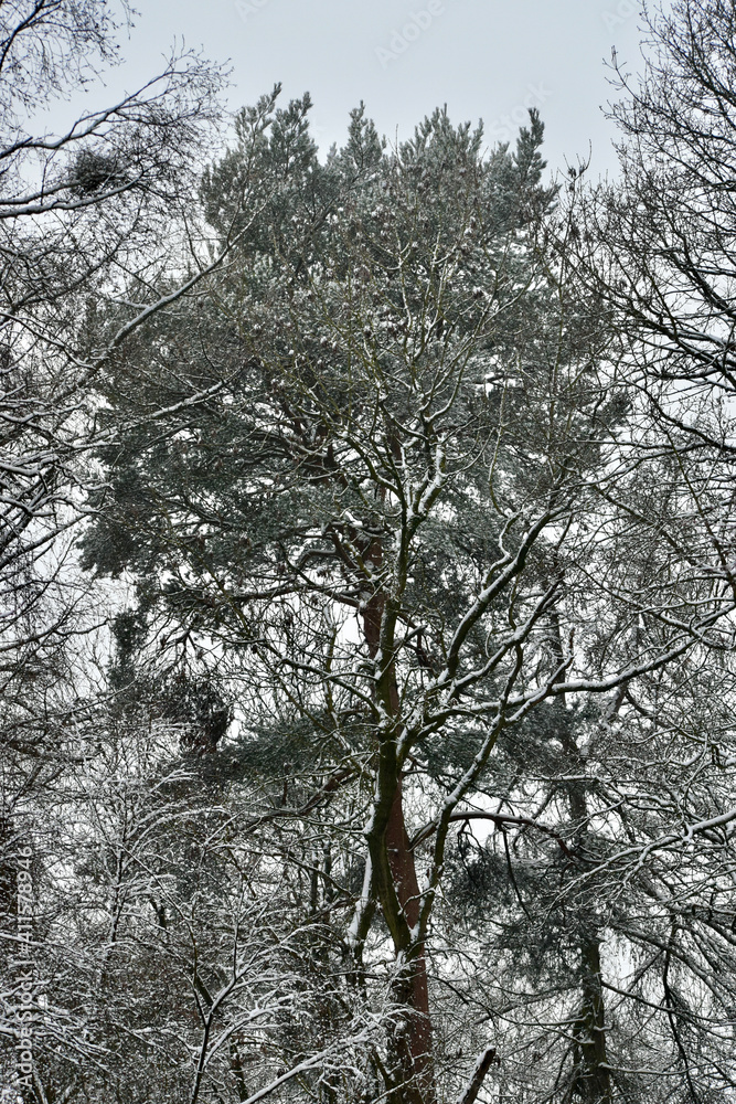 Bottom view of a pine in snow in the wood, England, UK