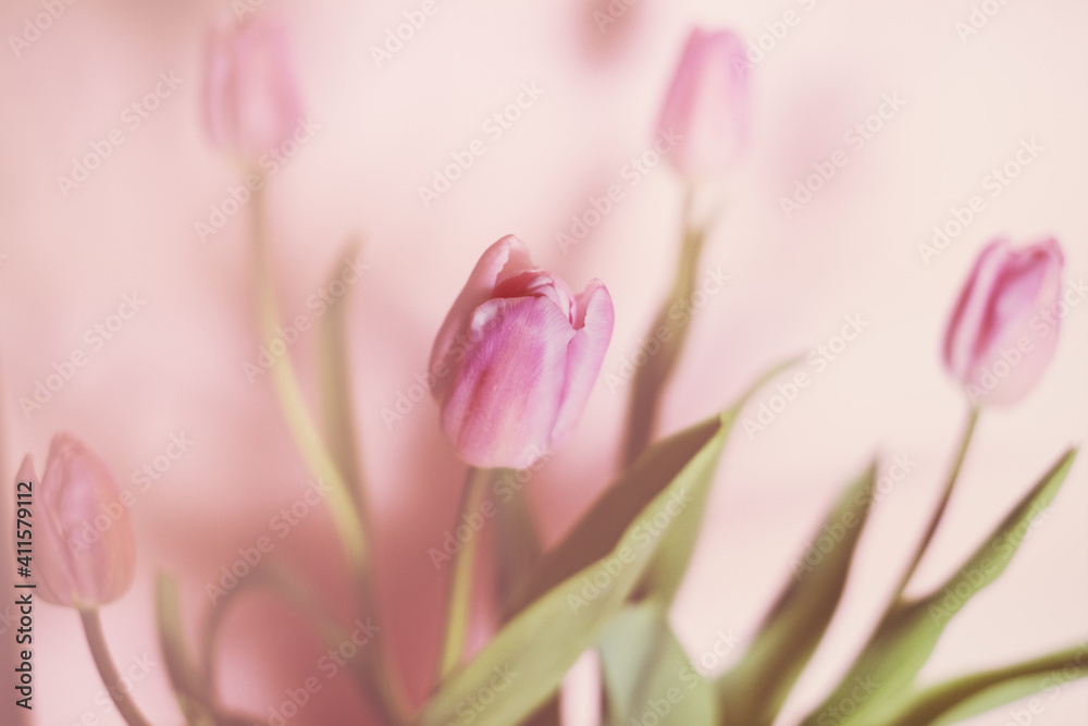 bouquet of tulips on pastel background