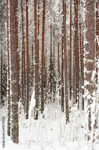 snow covered pine forest
