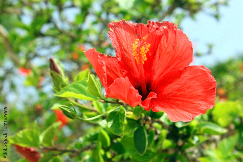 Chinese Hibiscus Beautiful red flower Hibiscus rosa-sinensis blossom, known as the Chinese rose. There are green leaves in the background. Chinese Hibiscus Beautiful red flower Hibiscus rosa-sinensis blossom, known as the Chinese rose. There are green leaves in the background.