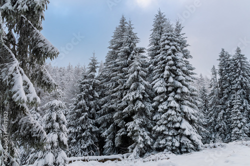 Winter im Harz auf dem Brocken, schneebedeckte Tannen im winter wonderland. 