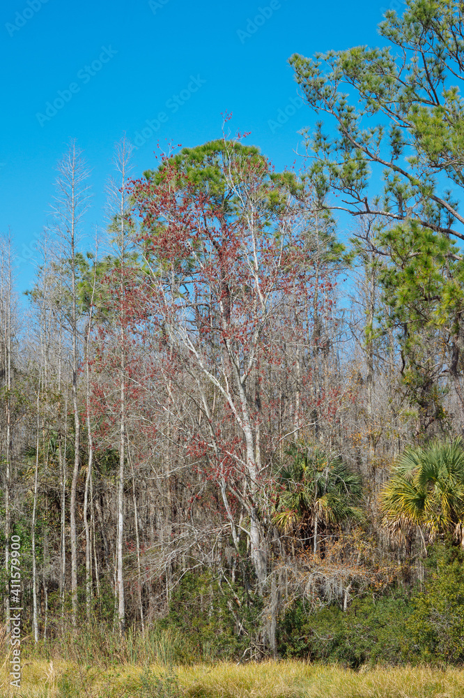 Fototapeta premium Colorful winter tree leaf in Florida