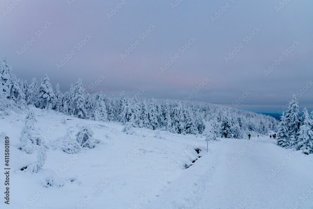 Winter im Harz auf dem Brocken, schneebedeckte Tannen im winter wonderland. 