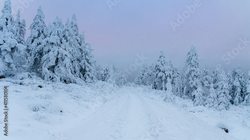 Winter im Harz auf dem Brocken  schneebedeckte Tannen im winter wonderland. 