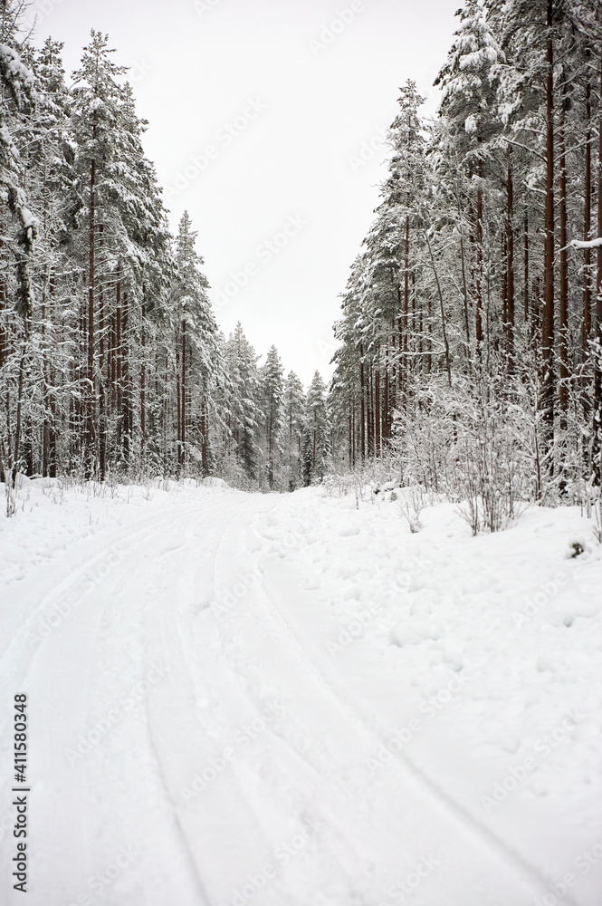 Snowy winter wonderland forest road in Sweden Snowy winter wonderland forest road in Sweden