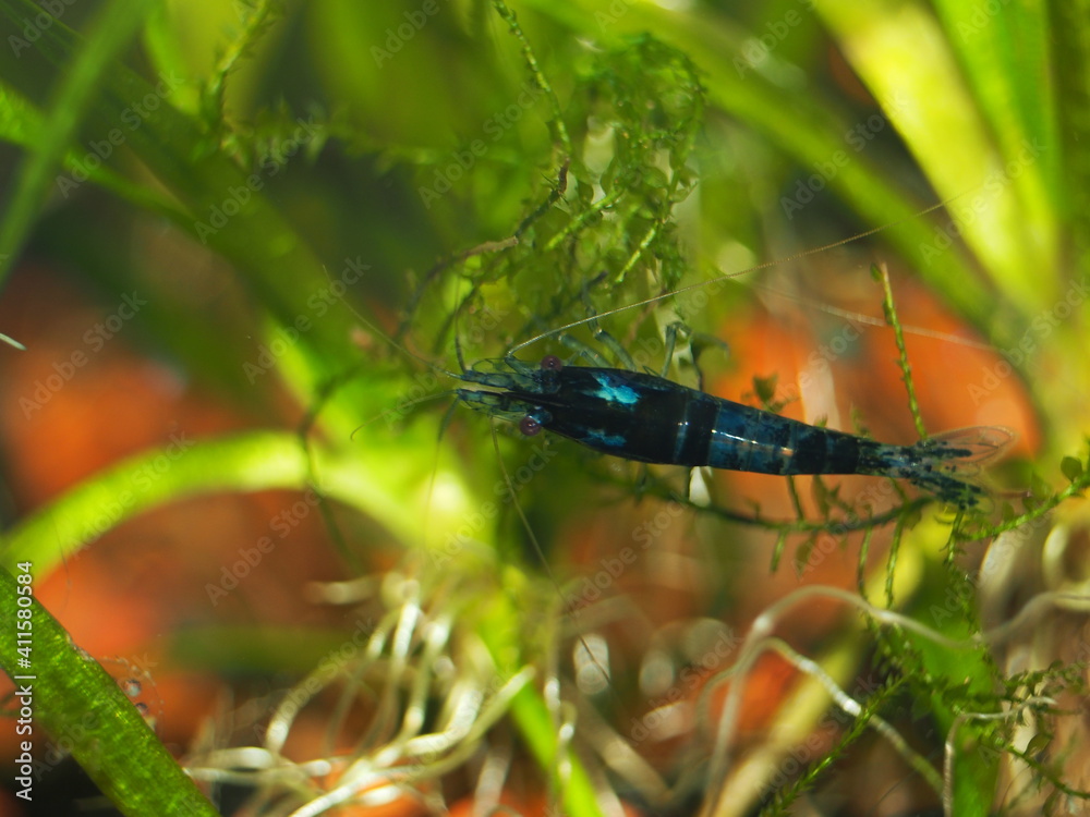 Male Blue Diamond Neocaridina Shrimp Male Blue Diamond Neocaridina Shrimp