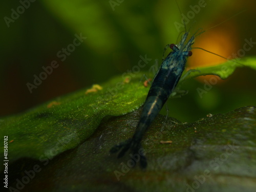 Male Blue Neocardina photo