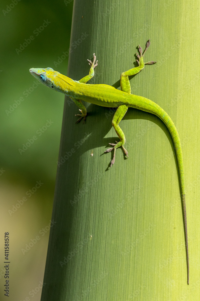 Fototapeta premium Gecko