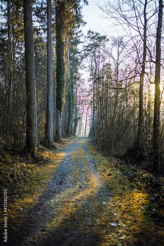 Obraz premium path in autumn forest